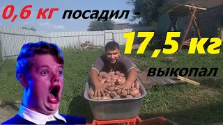 Картофель под мульчей и спанбондом. Посадил  24 шт семянки, выкопал  17,5кг.