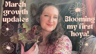 Monthly plant updates - Blooming Hoya Linearis and seeing lots of spring growth!🌿 March 2024