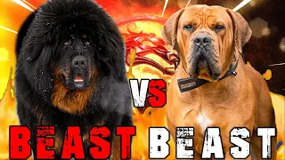 Tibetan Mastiff vs Boerboel | Boerboel vs Tibetan Mastiff | Powerful Guard Dog ? | Billa Boyka |