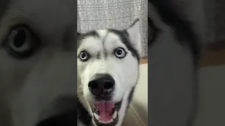 Hilarious Husky Throws Tantrum After Pet Parent Refuses To Give Him Chocolate!