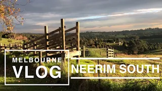 Melbourne Vlog🌻 Beauty of nature • Bird Chirping • Autumn Sunset Australia