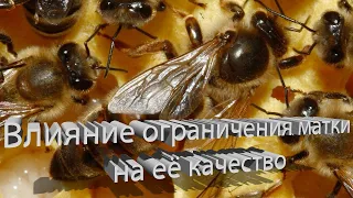 Профессор Кашковский: Влияет ли ограничение матки на ее качество в будущем?