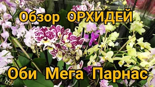 30.01.21.обзор ОРХИДЕЙ  и не только в Оби Мега Парнас.