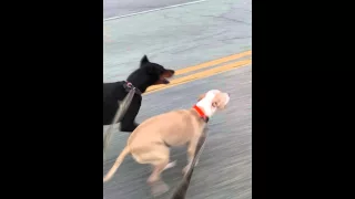 Doberman and Pit Bull pulling long board