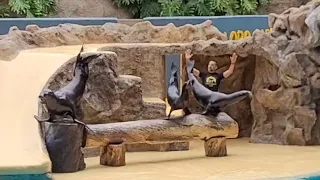 Sea Lion show at Loro Parque Tenerife