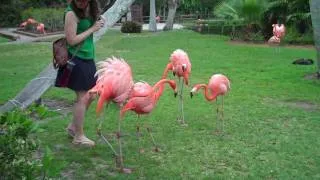 When Flamingos Attack!