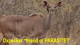 Oxpecker, friend or PARASITE / South Africa / africanwildlifeonline