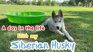 A day in the life with my Husky puppy!!