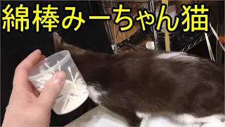 発情期みーちゃん猫、綿棒で抑えつつ…床でゴロゴロするかとおもったら…？