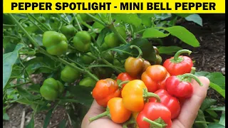 Mini Bell Pepper - PEPPER SPOTLIGHT!