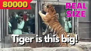 서울대공원 동물원, 거대한 호랑이가 어슬렁거리는 모습 ㄷ ㄷ ㄷ Seoul zoo, big tigers!