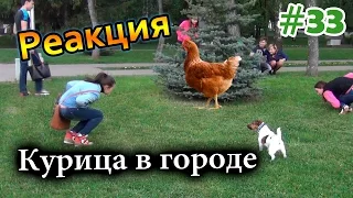 Курица в Городе / Chicken in the City (Реакция 33)