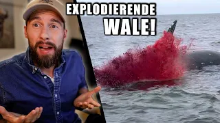Wieso explodieren Wale?