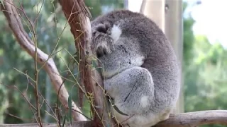 Hanging out with Koalas and Such at Healesville Sanctuary