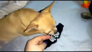 Реакция собак на носки
