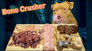 ASMR MUKBANG PITBULL CRUNCHING BONES | Satisfying Video