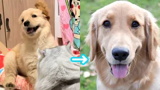 【成長記録】暴れん坊だった大型犬の子犬が超暴れん坊になるまでの軌跡【＃ゴールデンレトリバー】