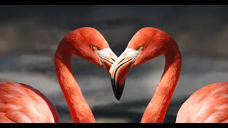 #4k Flamingo birds 4k video 60fps