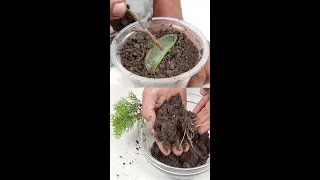 How to propagation Cypress/Jhau/Thuja  plant from cutting at home#Shorts