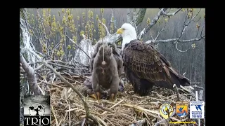 04-24-20 IL Trio eagles; eaglet almost hits cam with PS.