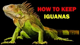 How to keep iguanas (Weird and Wonderful Pets Episode 13 of 15)