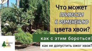 Хвоя без видимых причин начинает сохнуть и опадать! Почему? Как этого не допустить.Хлороз.Ожог хвои.