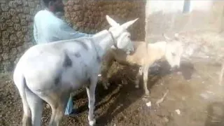 Donkey Meeting