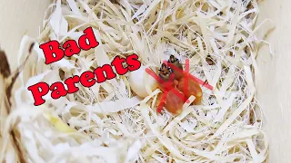 Gouldian Finches are Bad Parents, Bird Breeding Diaries #4