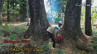 Felling twin trembesi trees, motoyama 070 chainsaw