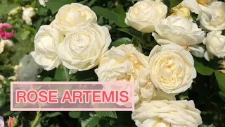 Роза #1 среди белых роз в моём саду | Rose Artemis