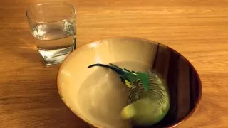 Parakeet jumps in water glass for a bath