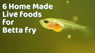 How To Make Live Food For Betta Fish Fry At Home