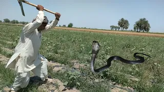 A Man Killed A Snake, The Snke Followed Him Then The Jogis Came And RescuedHim | Naag Jogi