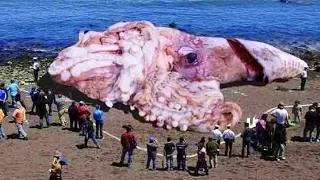 Top 10 Most Mysterious Sea Monster Carcasses Ever Found