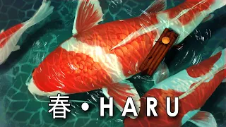 HARU 「 春 」⛩️ Japanese Lofi Hip Hop Music by Vindu ⛩️ looping beat to relax & study to