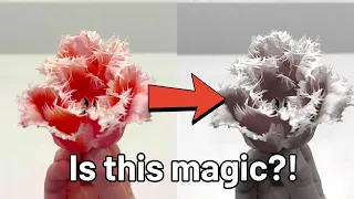 I remove the colour from flowers?! 🌹