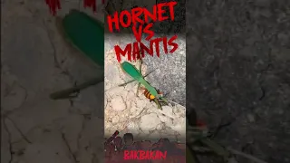 Bakbakan - Hornet VS Mantis