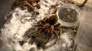 Tarantula Feeding Video 101