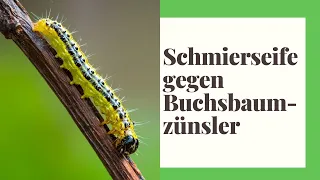 Schmierseife gegen Buchsbaumzünsler