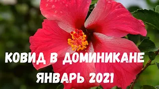 СИТУАЦИЯ С КОВИДОМ В ДОМИНИКАНЕ В ЯНВАРЕ 2021. Что происходит в Доминикане? Можно лететь на отдых?