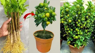 Best video ! Grafting Lemon Trees Using Banana With Aloe Vera For Fast a lot of Fruits