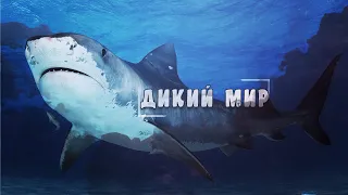 Удивительный, животный мир - Стаи Акул. #Документальный фильм. "National Geographic"