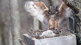 Great Horned Owl Nest Cam 1