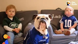 Bulldog Is So Protective Of His Baby Brothers | The Dodo