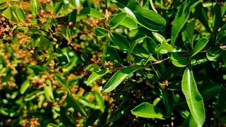 Ambient Sounds of Birds Singing #piano #peacefulmusic #ambiancemusic #sleepmusic #birdsounds #nature