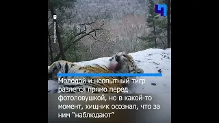 Молодой амурский тигр внезапно осознал, что за ним “наблюдает” фотоловушка