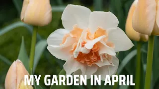 My garden in April | Spring bulbs, tulips & daffodils in flower. Removing thyme & adding groundcover