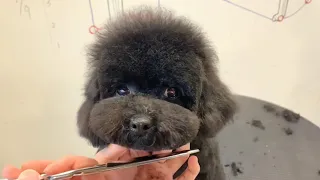 Super Black Poodle Puppy Grooming With PuppyGroomy - Black Poodle Dog