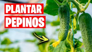 Como Plantar Pepinos en el Huerto o Jardín 🥒 ¡Cultiva Toneladas de Pepinos! | La Huerta de Ivan