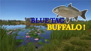Russian Fishing 4 | BLUE TAG BUFFALO AT AKHTUBA RIVER !